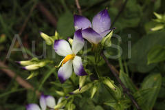 Exacum bicolor